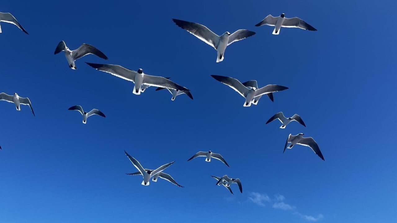 Seagulls flying over the Caribbean Sea