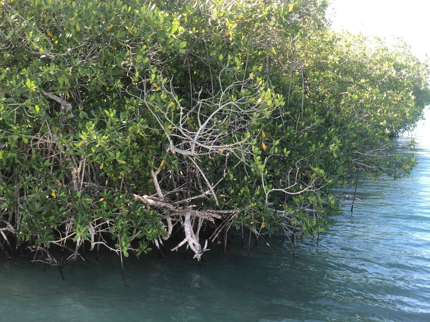 Mangrove of Saona Island during the Saona Hola excursion