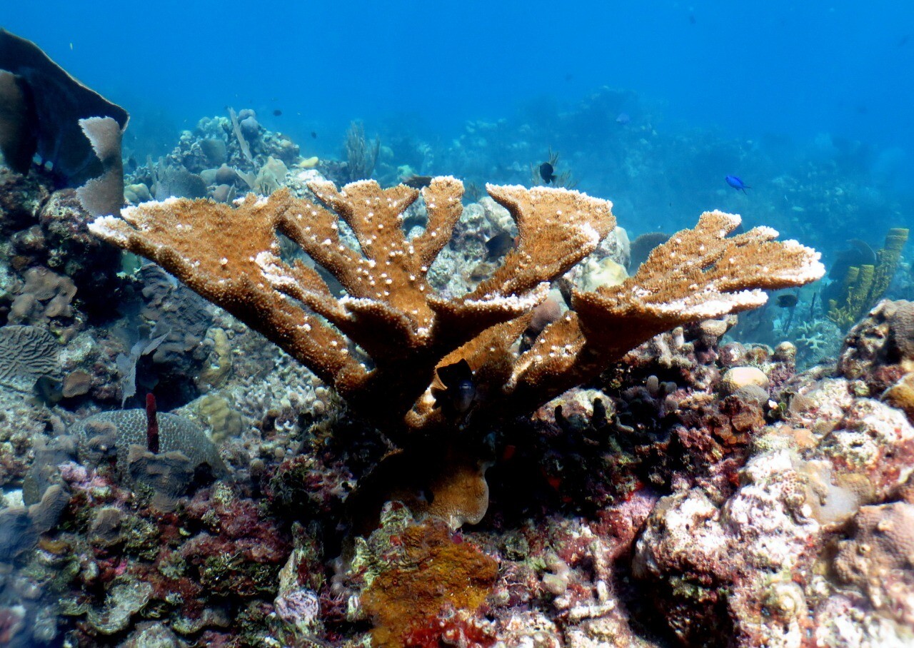 Tropical coral in the crystal-clear waters of Catalina