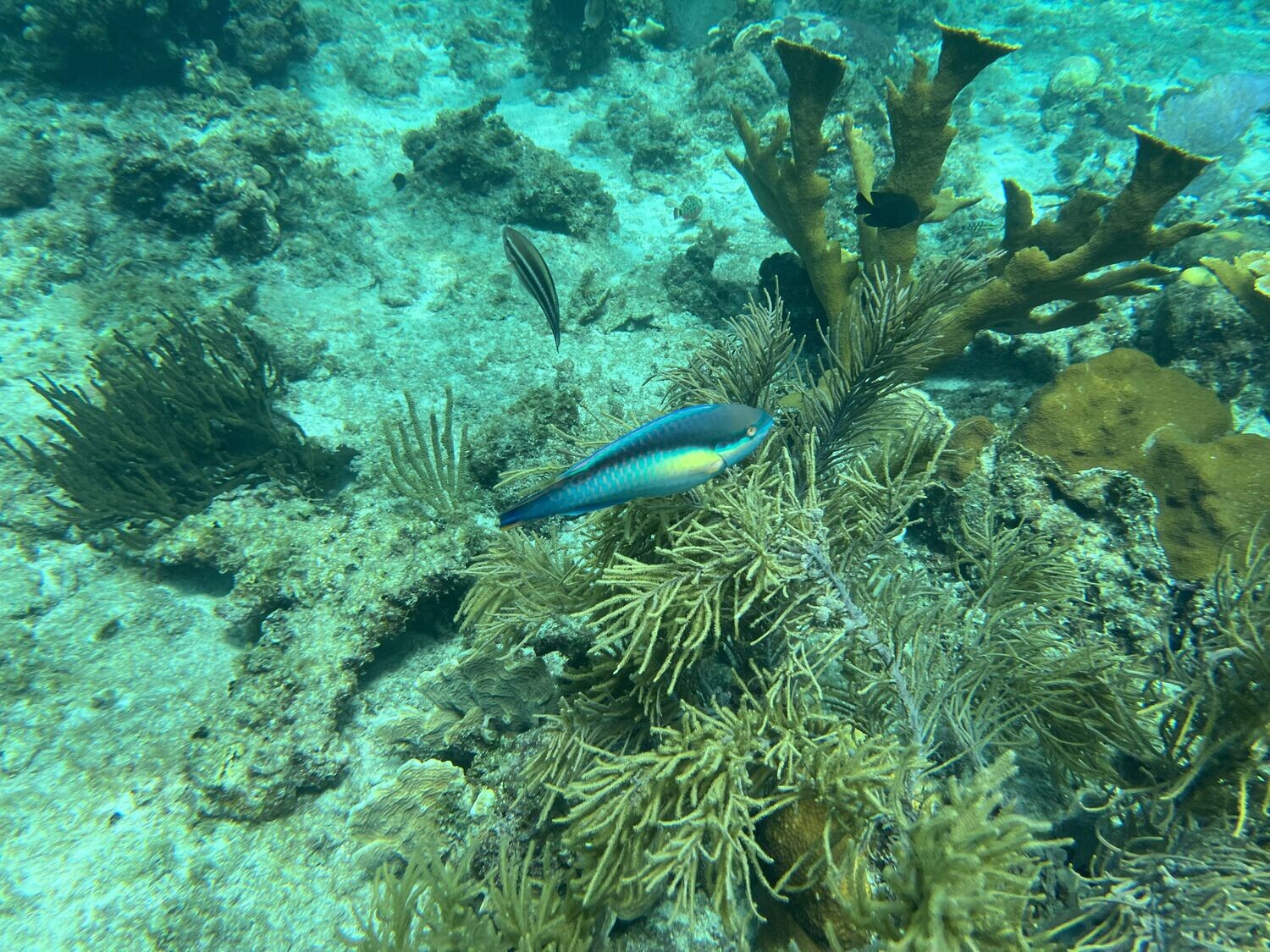 School of tropical fish at Catalina while snorkeling