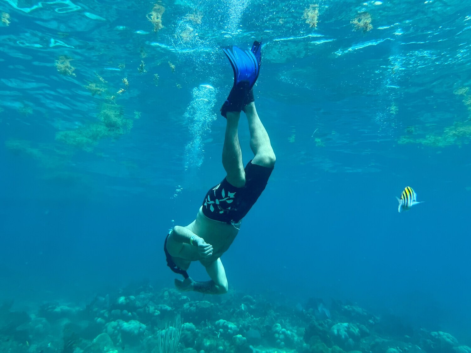 Travelers snorkeling in the transparent waters of Catalina