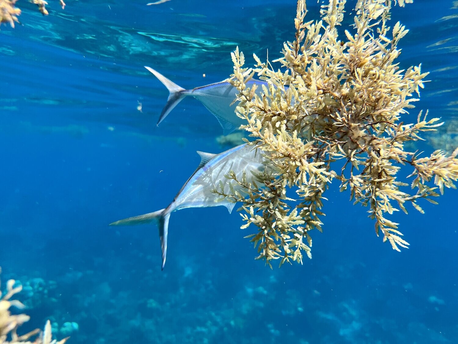 Colorful tropical fish seen at Catalina