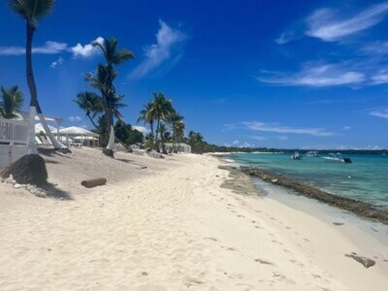 Catalina beach lined with tropical coconut trees