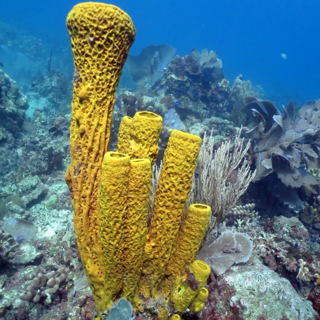 Bright yellow coral spotted while snorkeling at Catalina