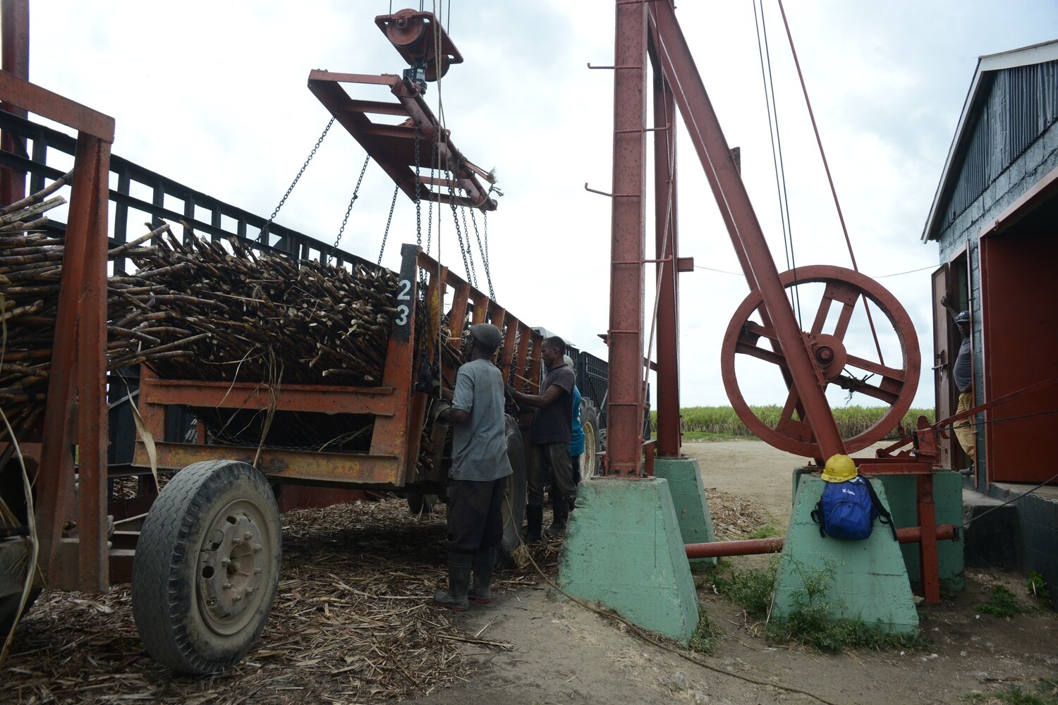 Discovery of the sugar cane industry in the Dominican Republic