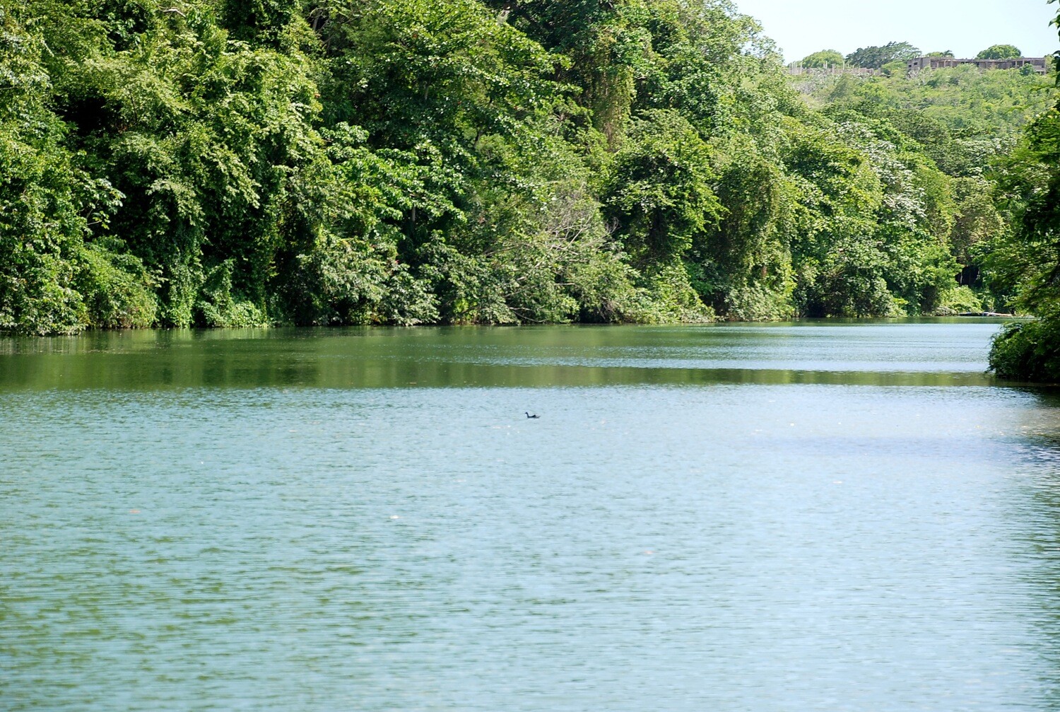 Lush nature and river in the Dominican countryside