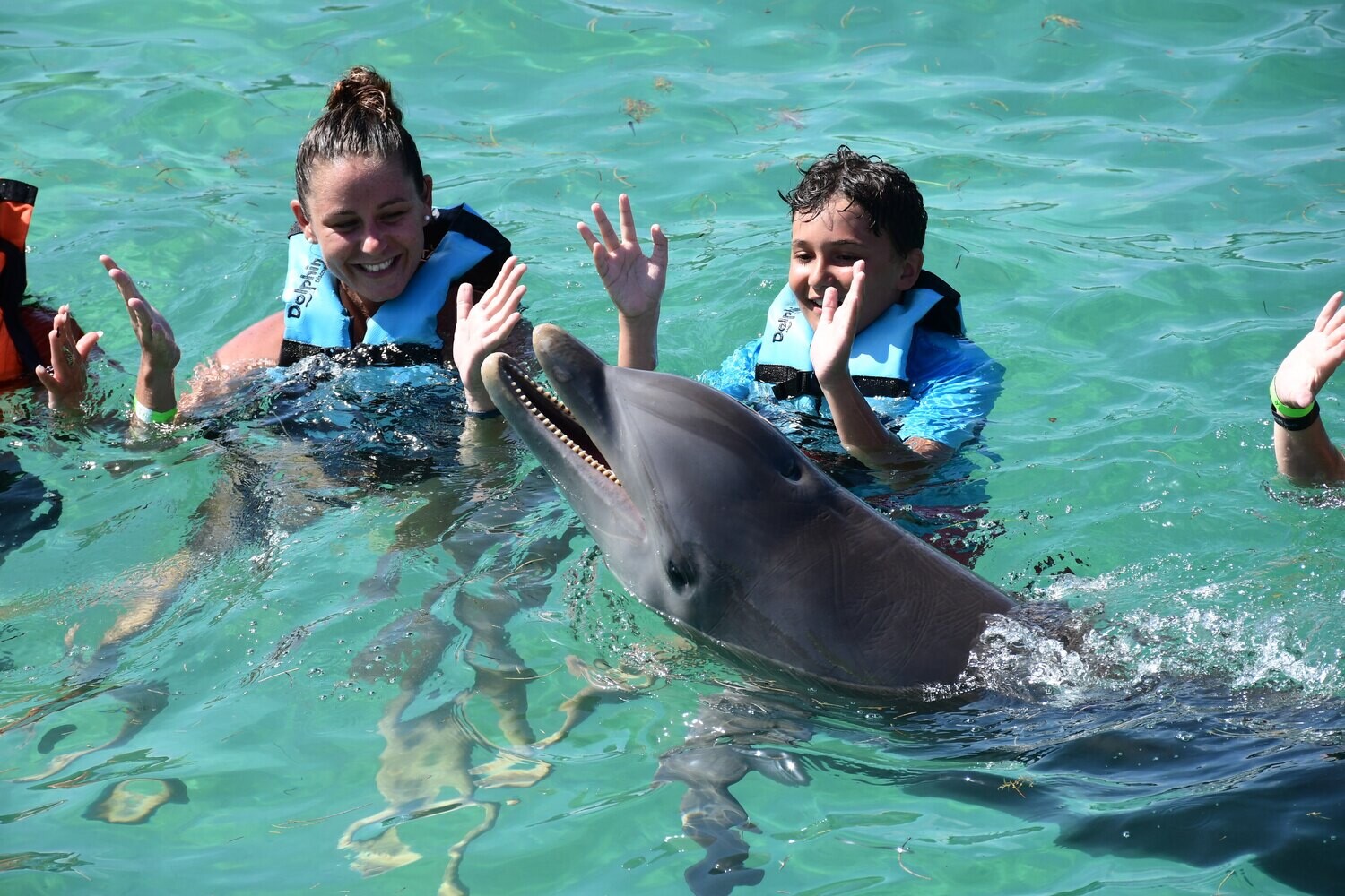 Swim with Dolphins — Departure from Bayahibe / Dominicus