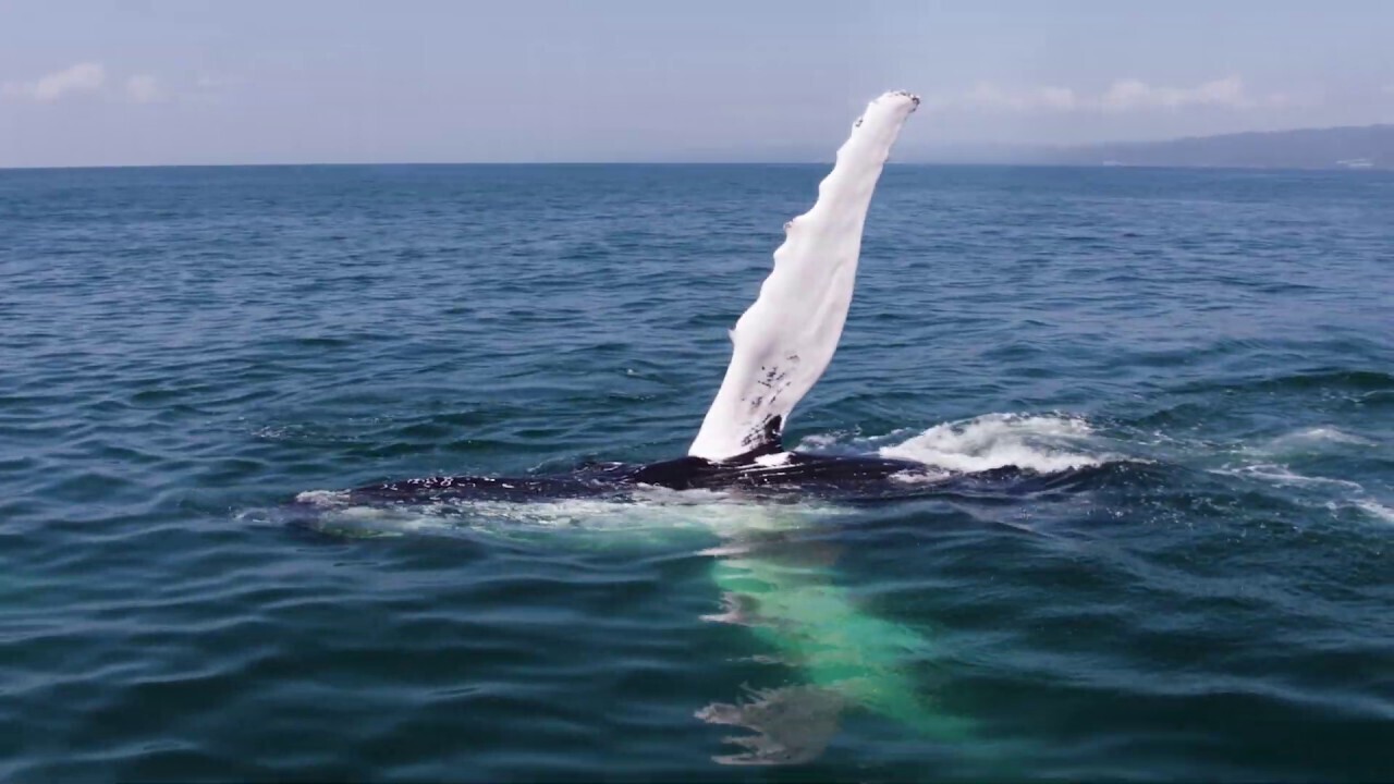 Whale watching and Montana Redonda