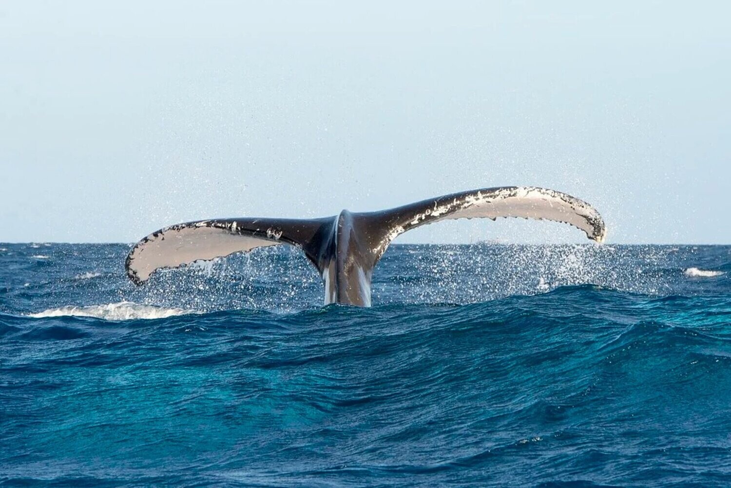 Whale watching and Montana Redonda