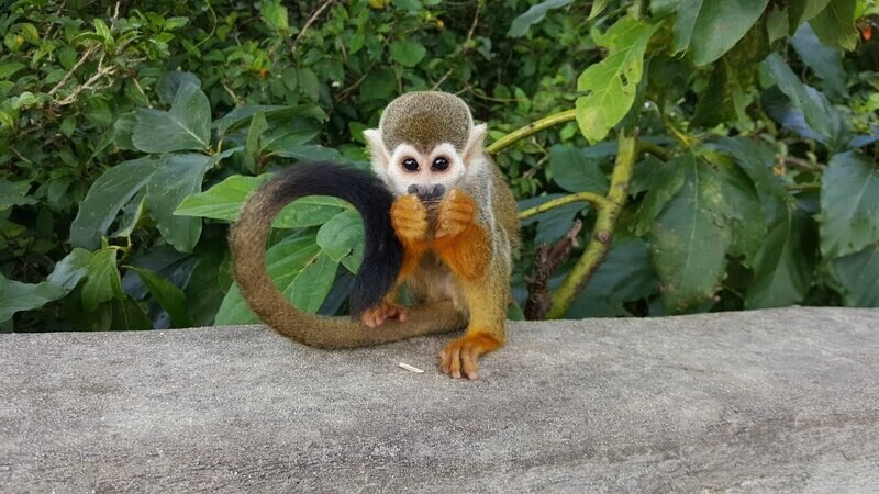 Monkeyland: The squirrel monkey park