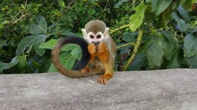 Monkeyland: Le parc des singes écureuil