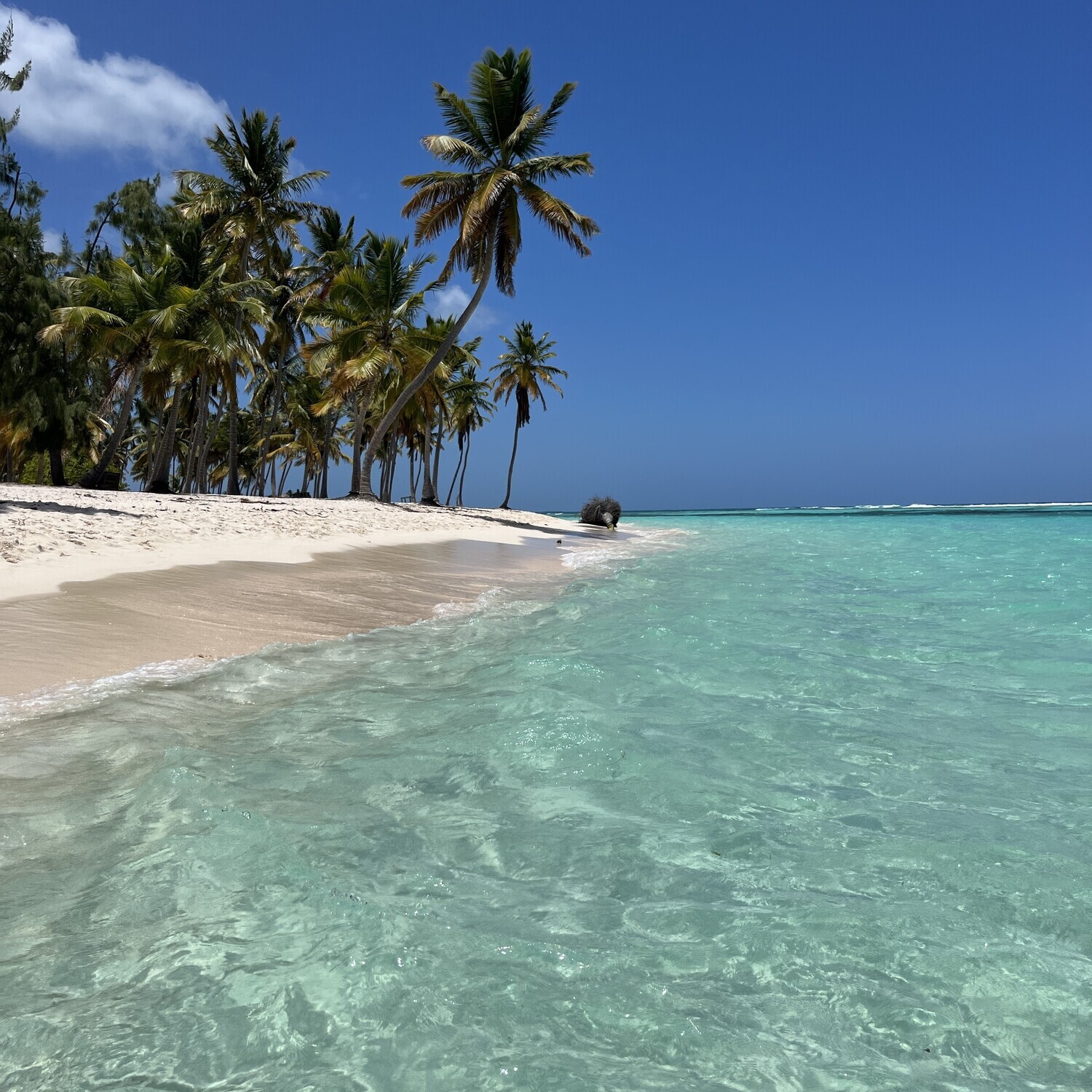 Costa au port de La Romana: Île de Saona