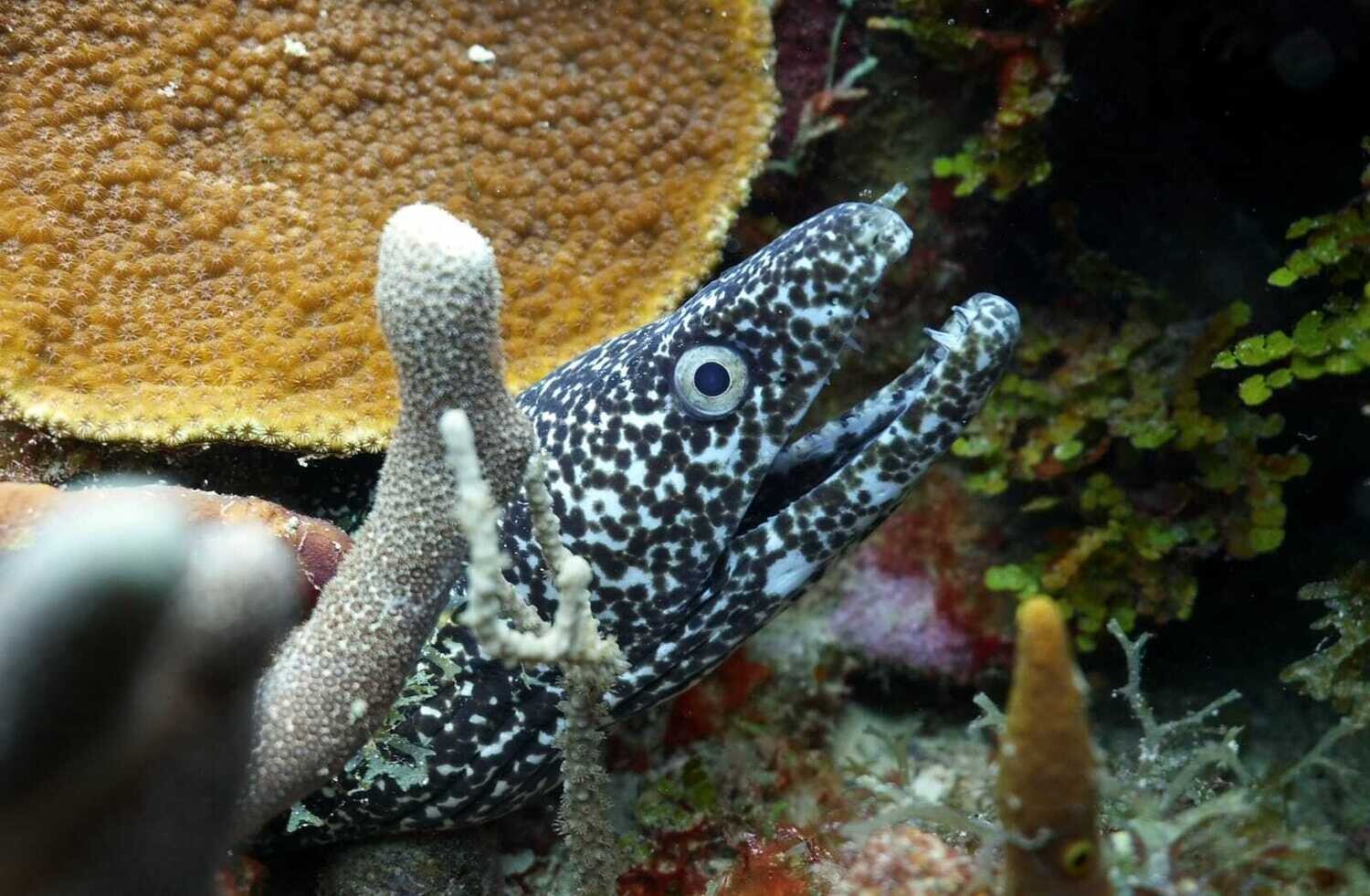 Scuba Diving in Bayahibe