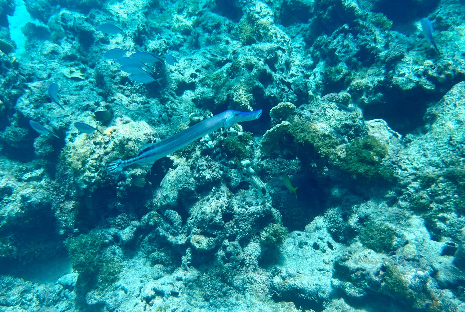 Private excursion to Saona Island