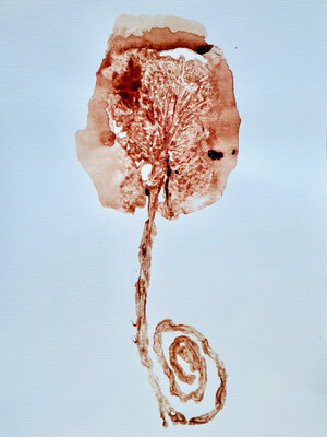 PLACENTA PRINT