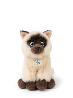 Eddie the Siamese in Gift Box