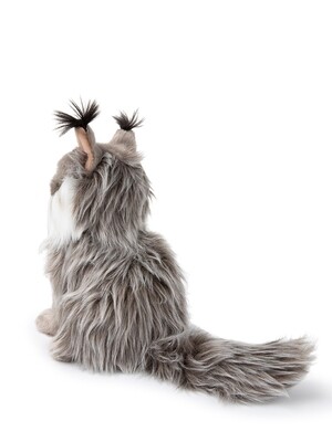 Nancy the Norwegian Forest Cat