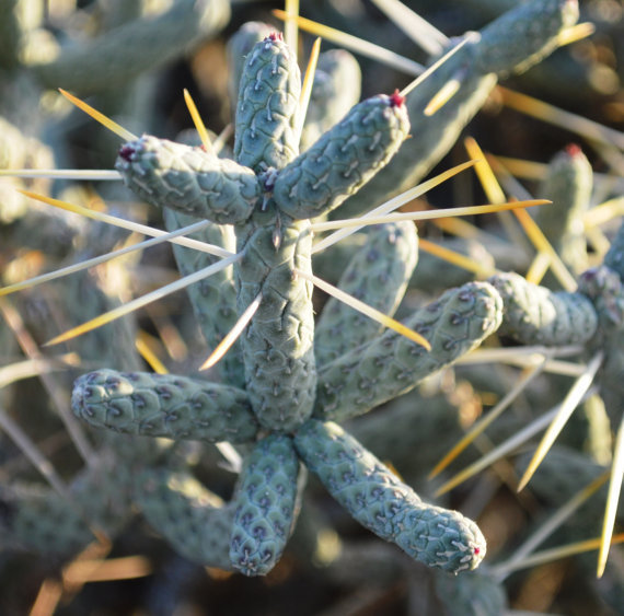 Pencil - Diamond Cholla Cactus Cuttings CYRA