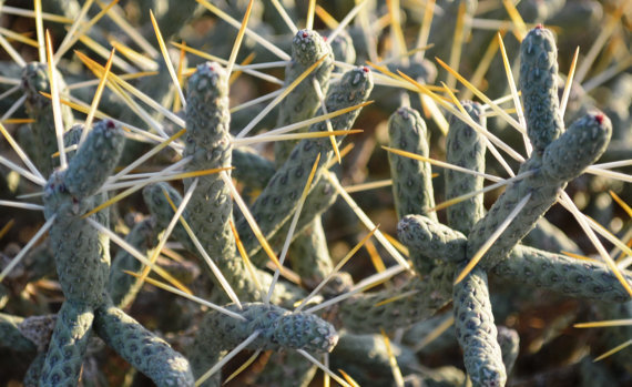 Pencil - Diamond Cholla Cactus Cuttings