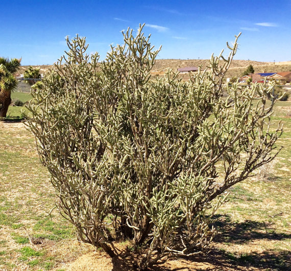 Pencil - Diamond Cholla Cactus Cuttings