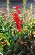 Firecracker Penstemon PEEA