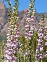 Palmer's Penstemon PEPA