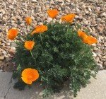 California Poppy 00015
