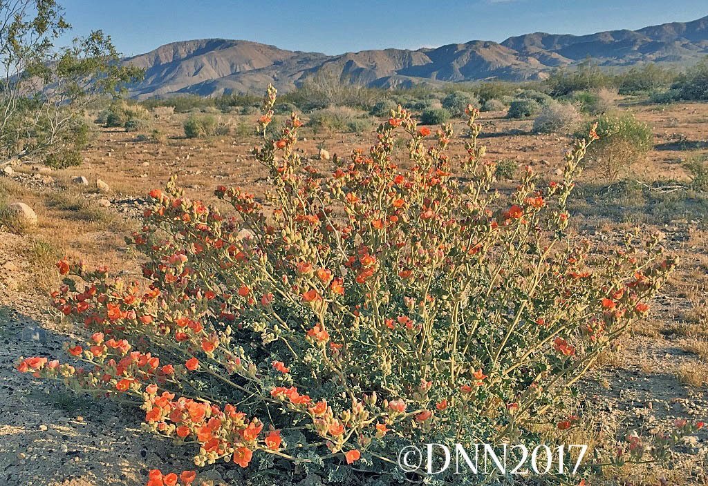 Apricot Globemallow 00010