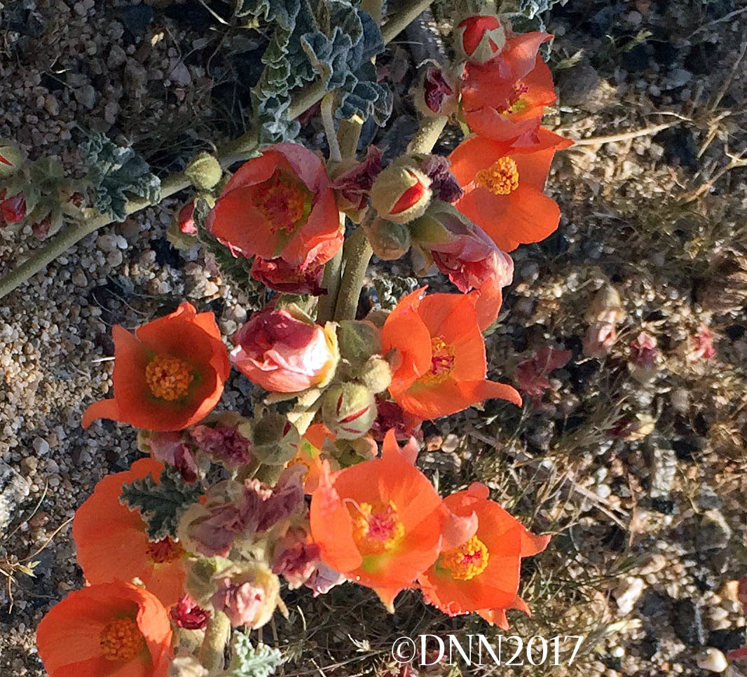 Apricot Globemallow