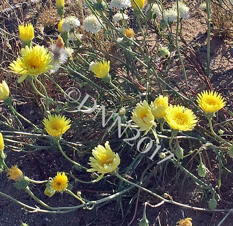 Desert Dandelion 00017