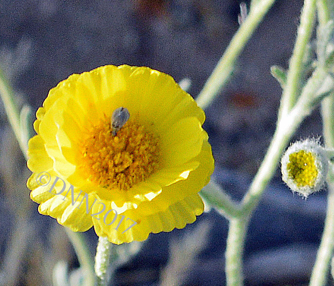 Desert Marigold 00014