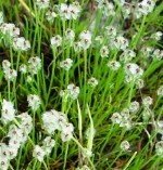 Dotseed Plantain 00028