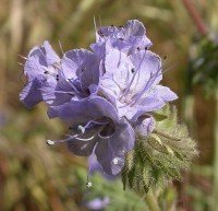 Lacy Phacelia 00029