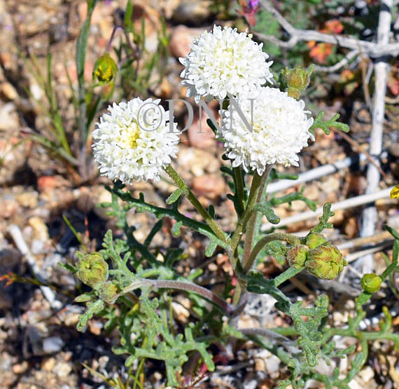 Pincushion Flower