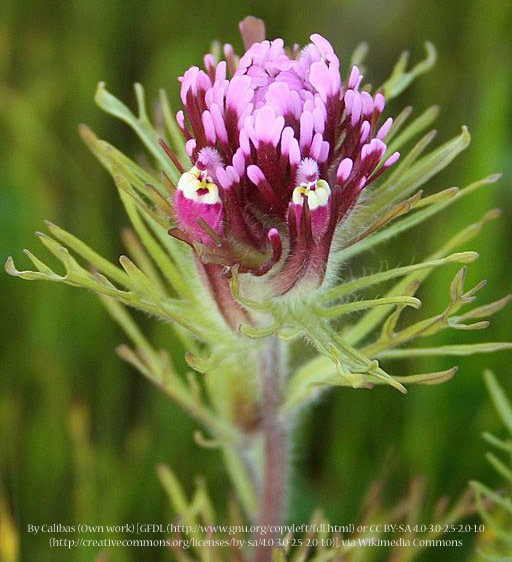 Owl's Clover 00012