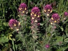 Owl's Clover