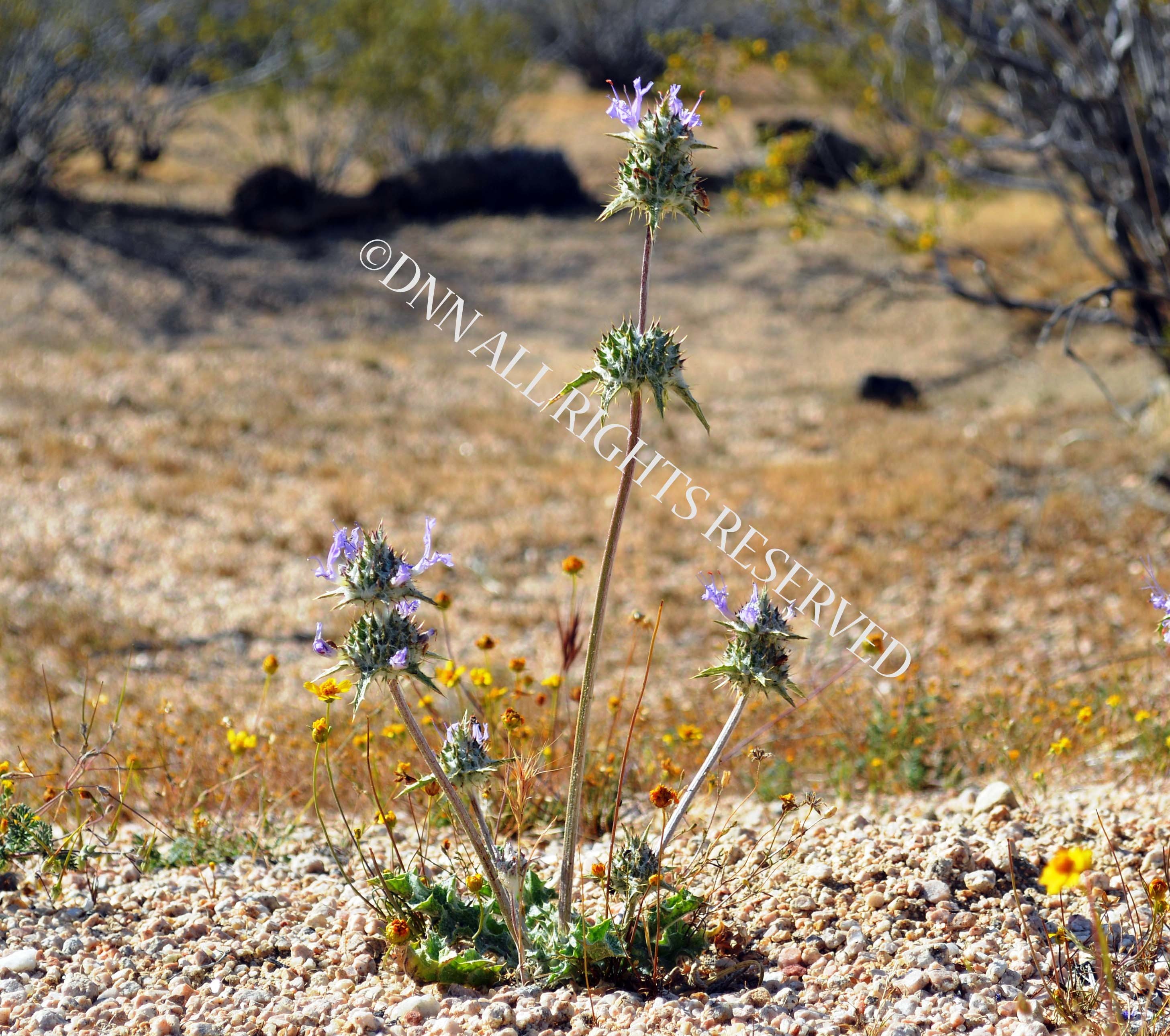 Thistle Sage