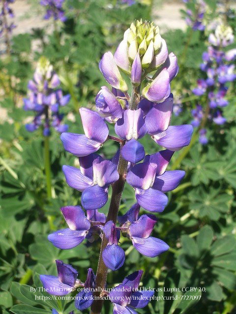 Arroyo Lupine 00036