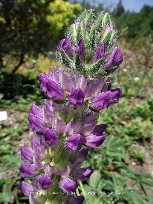Chick Lupine 00037