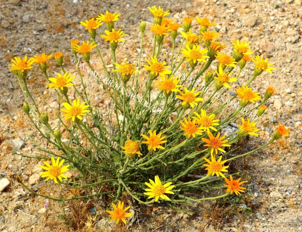 Cooper's Dogweed 00038