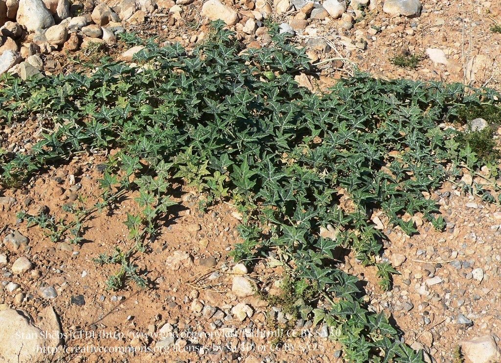 Coyote Melon 00039