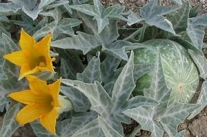 Coyote Melon
