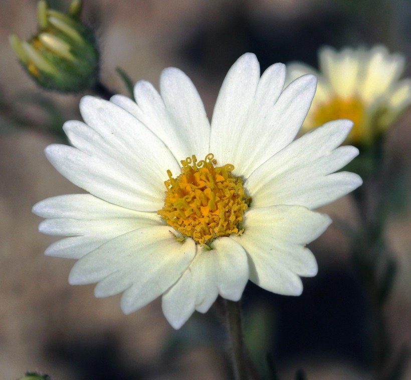 Desert Tidy Tips 00040