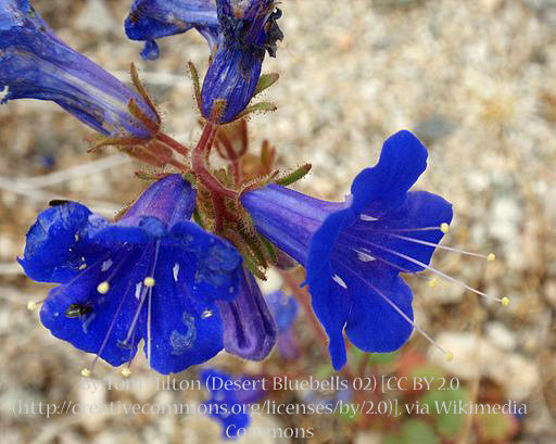 Desert Bluebells 00041