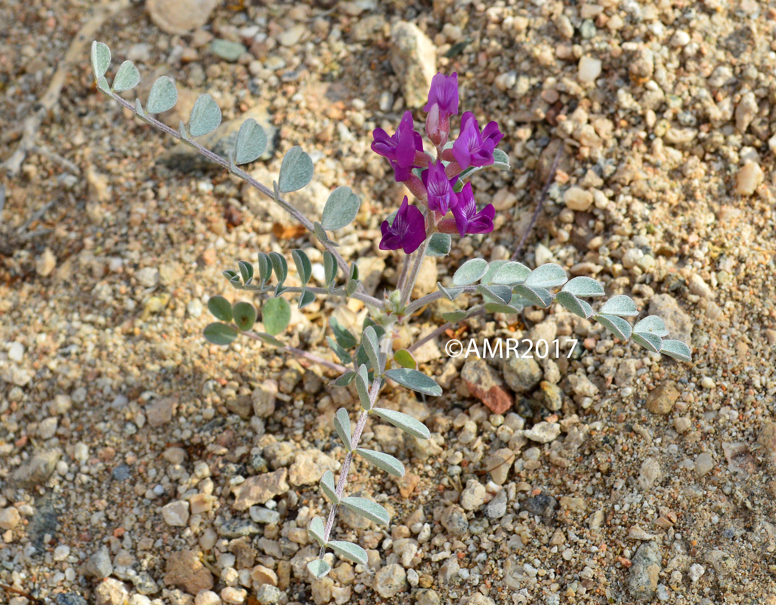 Freckled Milkvetch 00042