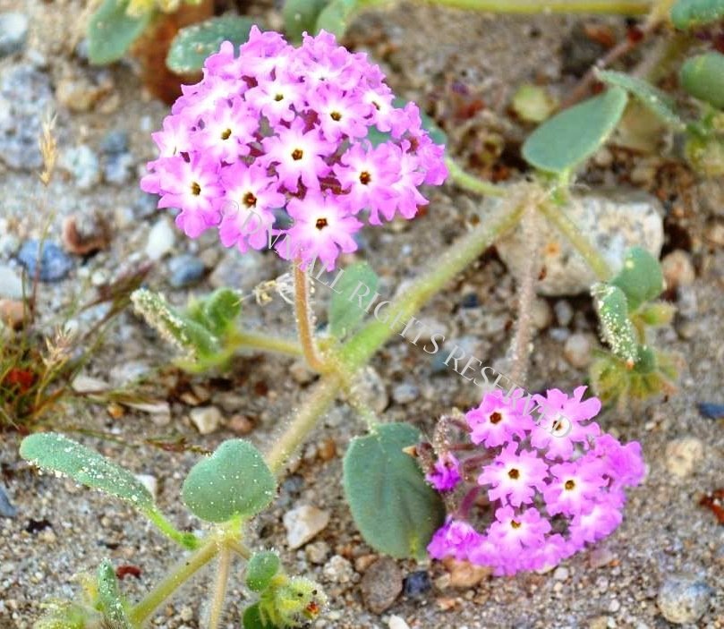 Sand Verbena 00043