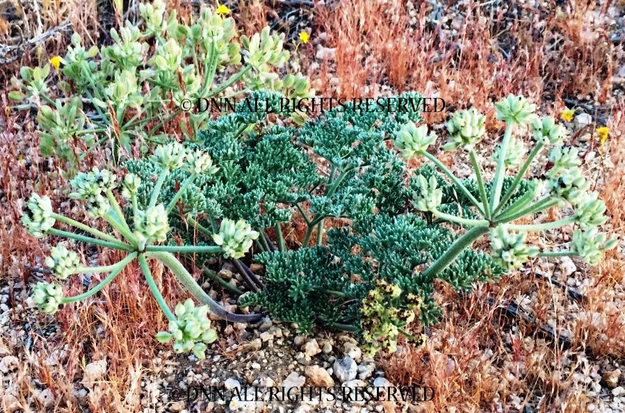 Desert Parsley