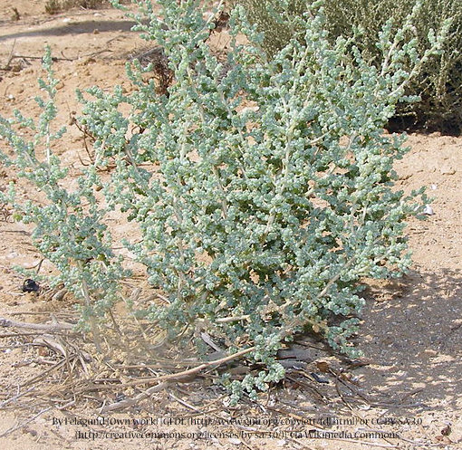 Cattle Spinach 00047