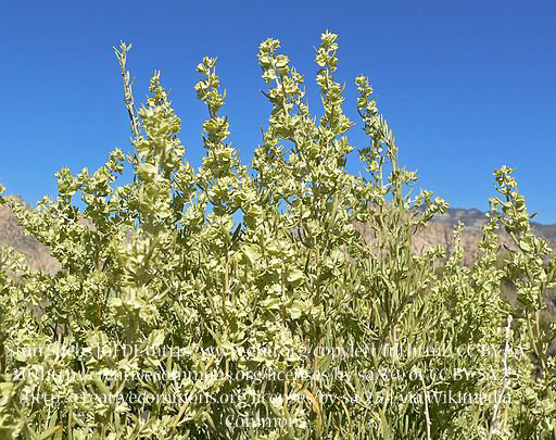 Fourwing Saltbush 00048