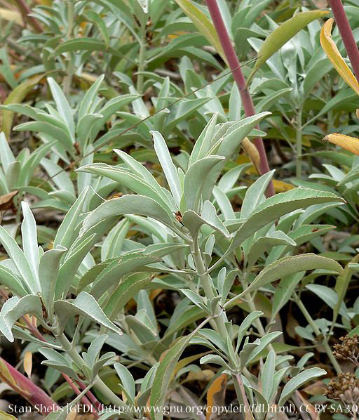 White Sage 00050